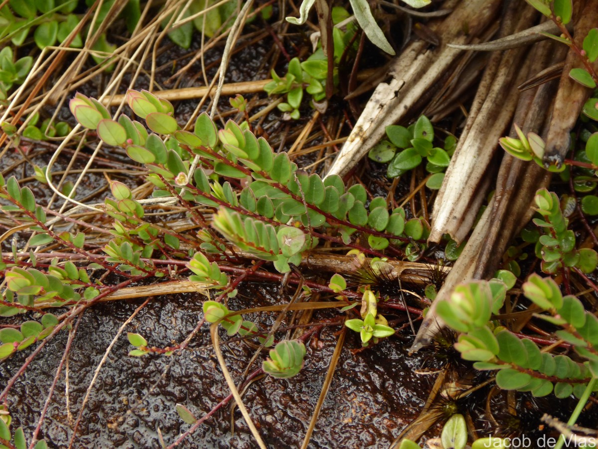 Phyllanthus gardnerianus (Wight) Baill.